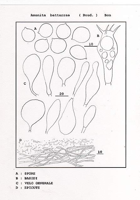 Amanita  battarrae  (Boud.)  Bon